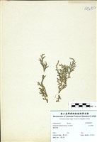 藏品(玉山卷柏)的圖片